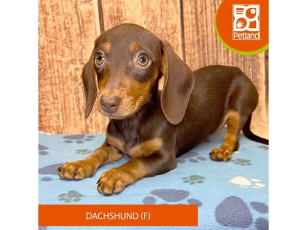 Dachshund Dog Female Chocolate / Tan 4227 Petland Hilliard, Ohio