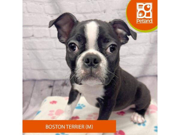 Boston Terrier-Dog-Male-Black / White-4224-Petland Hilliard, Ohio