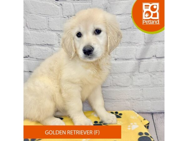 Golden Retriever-Dog-Female-Cream-4244-Petland Hilliard, Ohio