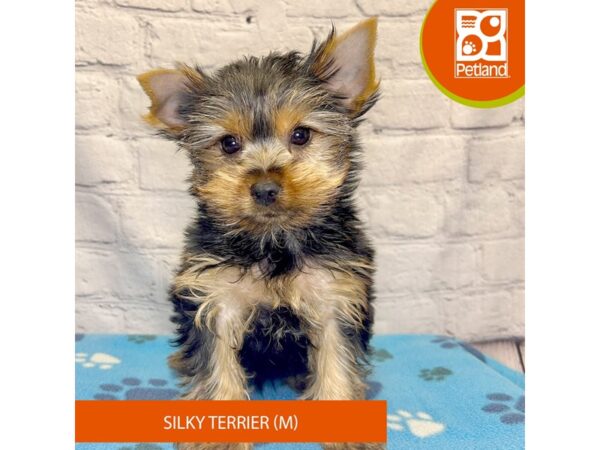 Silky Terrier Dog Male Black / Tan 4215 Petland Hilliard, Ohio