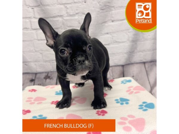 French Bulldog-Dog-Female-Black-4220-Petland Hilliard, Ohio