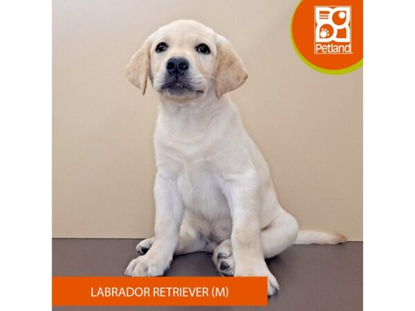 Labrador Retriever Dog Male Yellow 4192 Petland Hilliard, Ohio