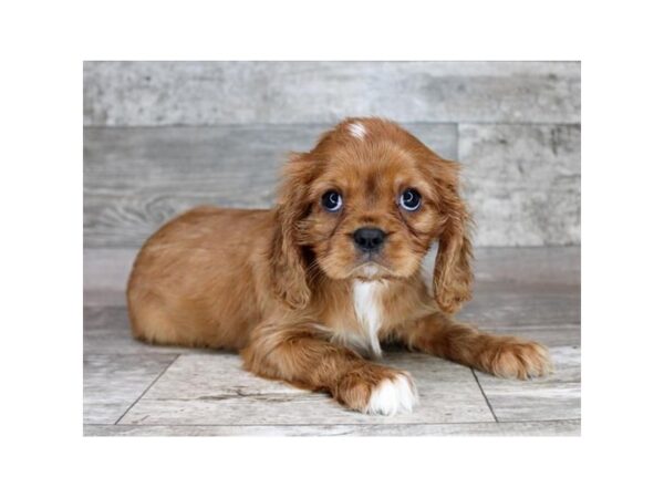 Cavalier King Charles Spaniel Dog Male Ruby 4217 Petland Hilliard, Ohio