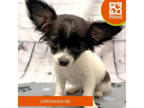 [#4230] Black / White Male Chihuahua Puppies for Sale