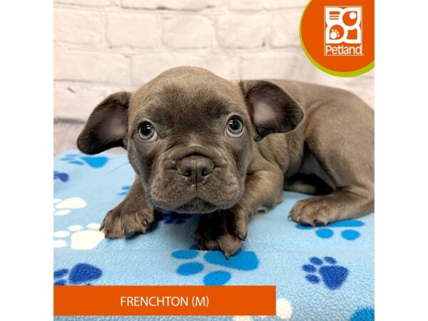 Frenchton Dog Male Blue 4236 Petland Hilliard, Ohio