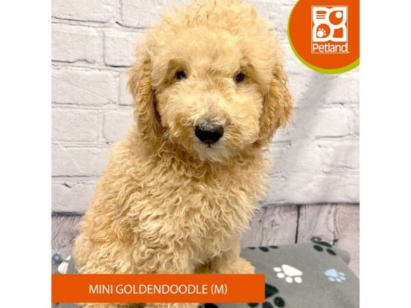 [#4233] Apricot Male Goldendoodle Mini Puppies for Sale