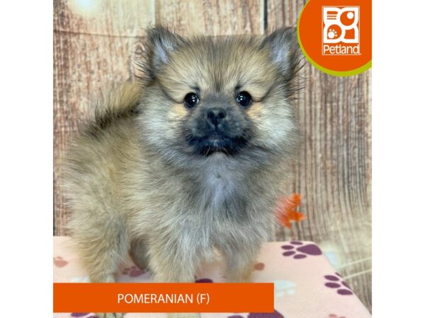 [#4226] Red Sable Female Pomeranian Puppies for Sale