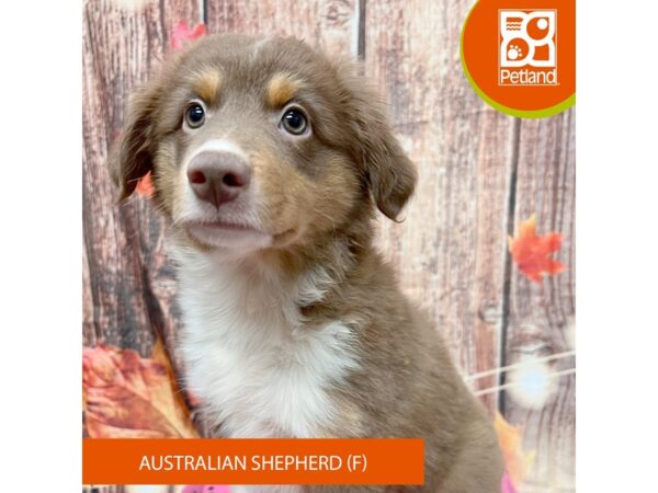 [#4238] Chocolate White Tan Female Australian Shepherd Puppies for Sale