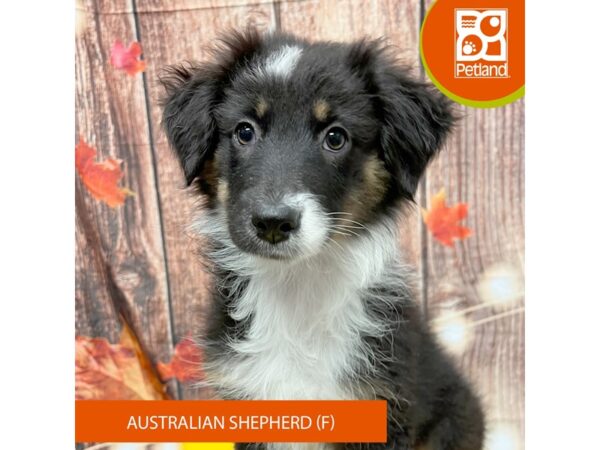[#4234] Black Female Australian Shepherd Puppies for Sale
