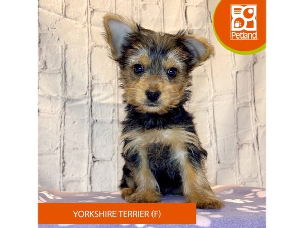 [#4245] Female Yorkshire Terrier Puppies for Sale