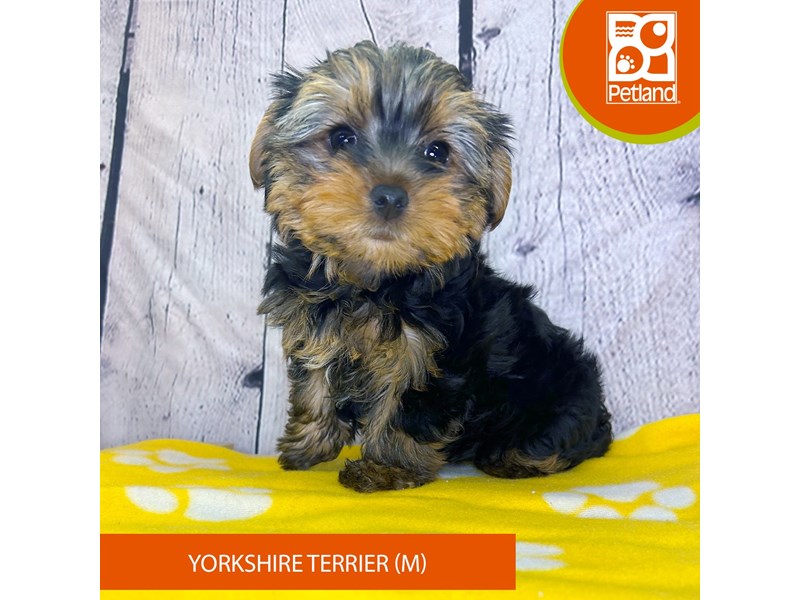 Yorkshire Terrier - 4253 Image #1