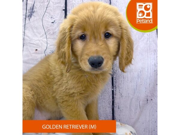 [#4251] Golden Male Golden Retriever Puppies for Sale