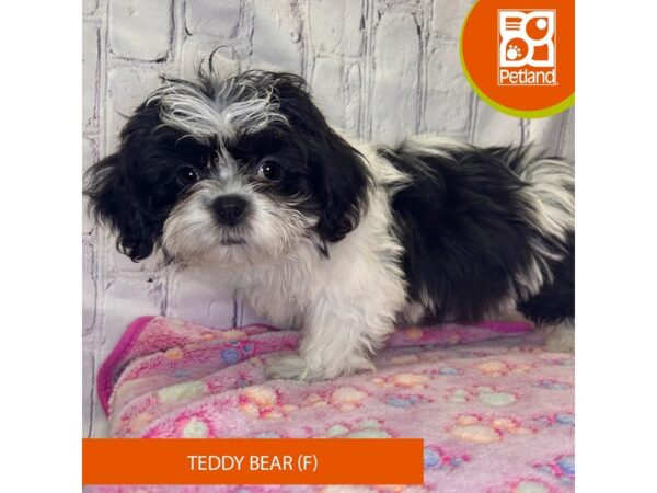 [#4262] Black / White Female Teddy Bear Puppies for Sale