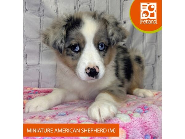 [#4261] Blue Merle Male Miniature Australian Shepherd Puppies for Sale