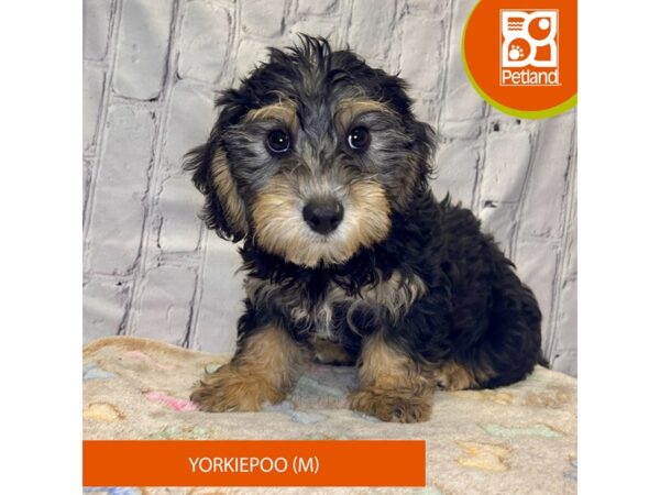 [#4260] Black / Tan Male Yorkiepoo Puppies for Sale
