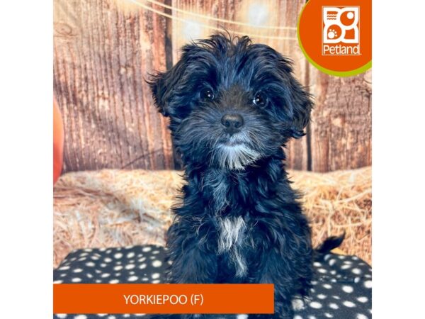 [#4259] Black Female Yorkiepoo Puppies for Sale