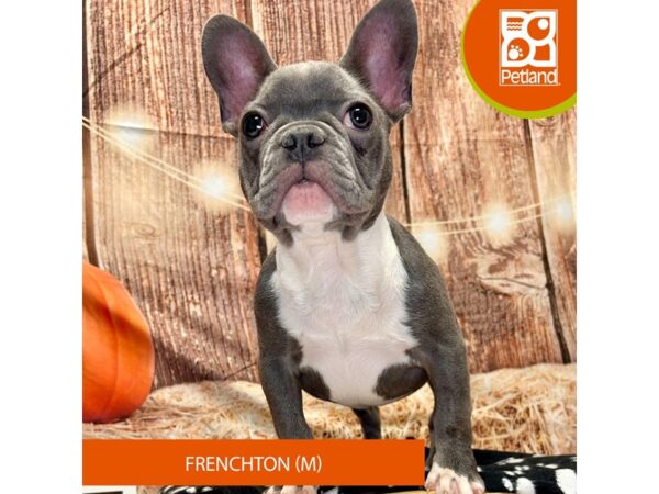[#4240] Blue Male Frenchton Puppies for Sale