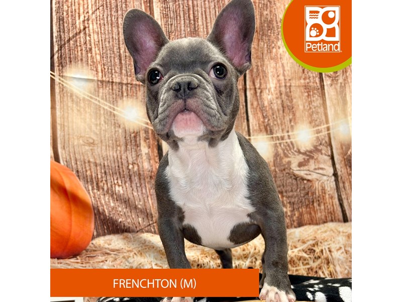 Frenchton - 4240 Image #1