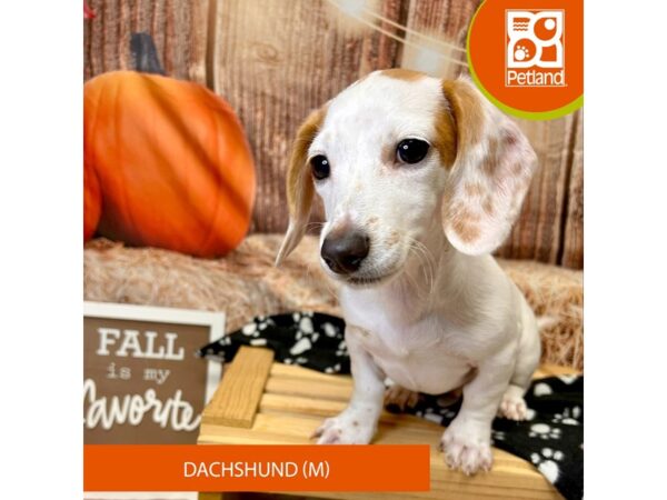 [#4228] Red Male Dachshund Puppies for Sale