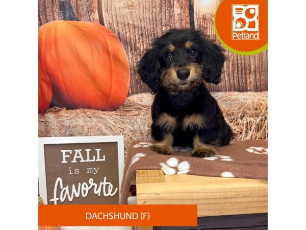 [#4268] Black / Tan Female Dachshund Puppies for Sale