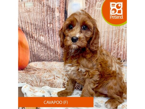 [#4267] Red Female Cavapoo Puppies for Sale