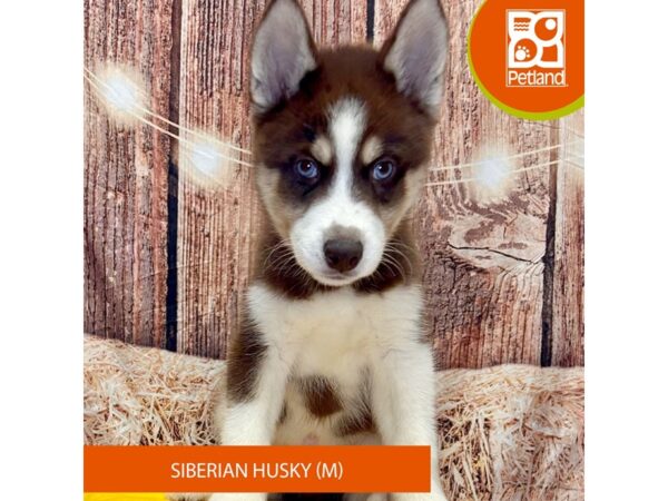 [#4273] Red / White Male Siberian Husky Puppies for Sale