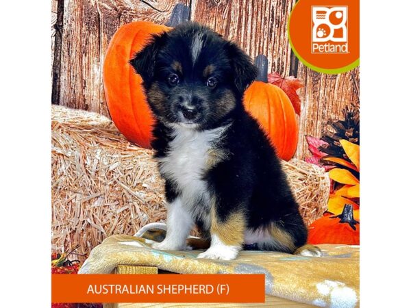 [#4276] Tri-Colored Female Australian Shepherd Puppies for Sale