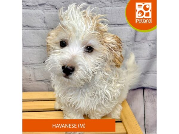 [#4242] White / Cream Male Havanese Puppies for Sale