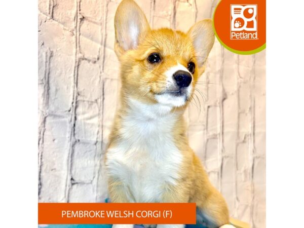[#4249] Sable / White Female Pembroke Welsh Corgi Puppies for Sale