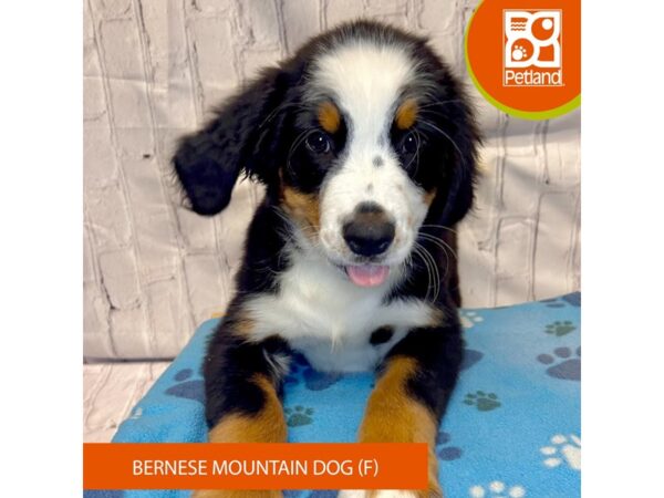 [#4246] Female Bernese Mountain Dog Puppies for Sale