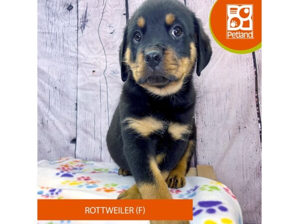 [#4255] Black / Tan Female Rottweiler Puppies for Sale