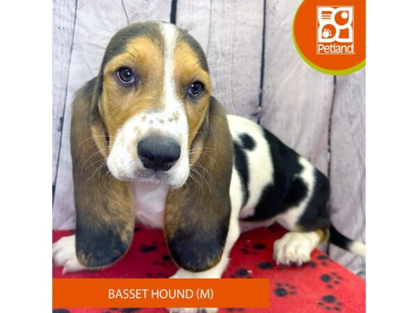 [#4252] Black Tan / White Male Basset Hound Puppies for Sale