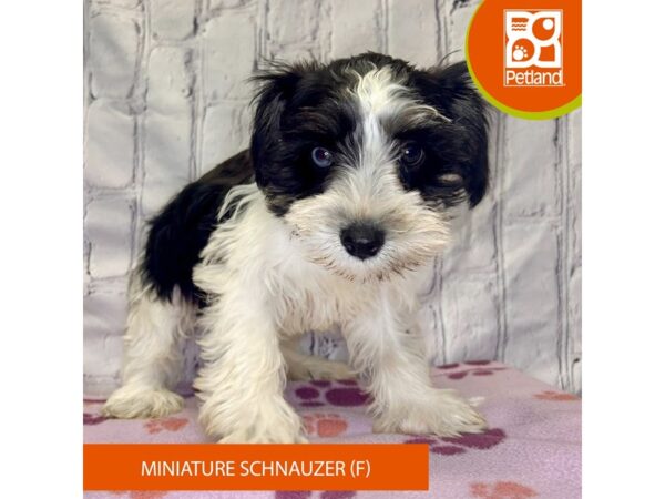 [#4257] Black / White Female Miniature Schnauzer Puppies for Sale