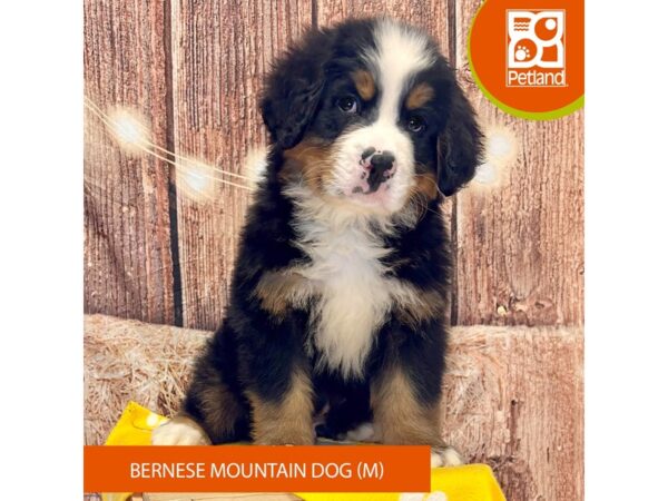 [#4274] Tri-Colored Male Bernese Mountain Dog Puppies for Sale