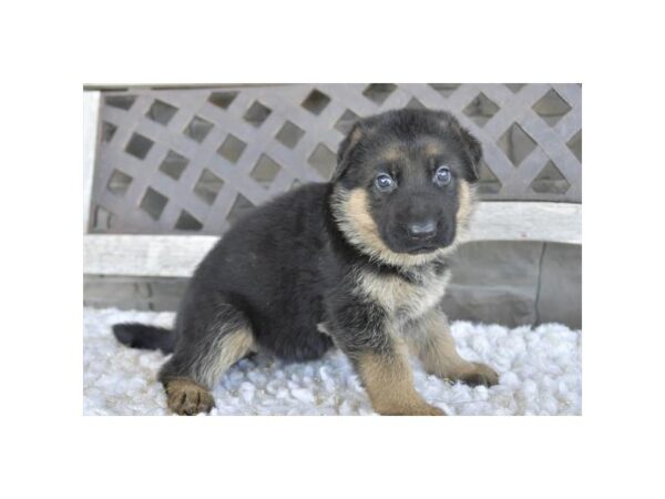 [#4277] Black / Tan Female German Shepherd Puppies for Sale