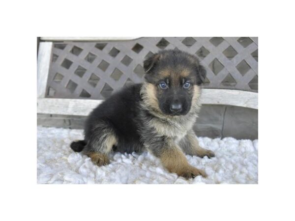 [#4278] Black / Tan Male German Shepherd Puppies for Sale