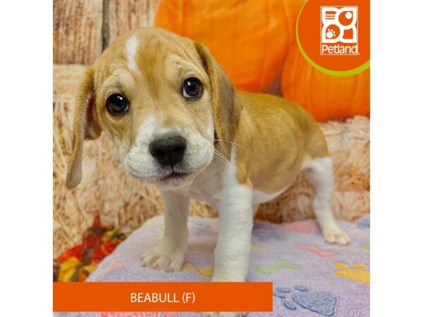 [#4281] Fawn / White Female Beabull Puppies for Sale