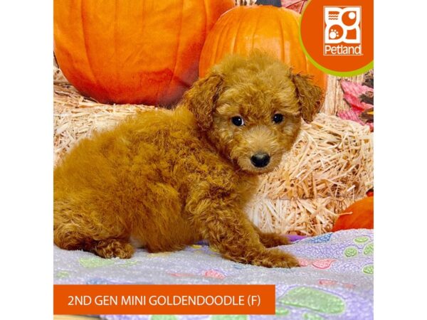 [#4280] Red Female Goldendoodle Puppies for Sale