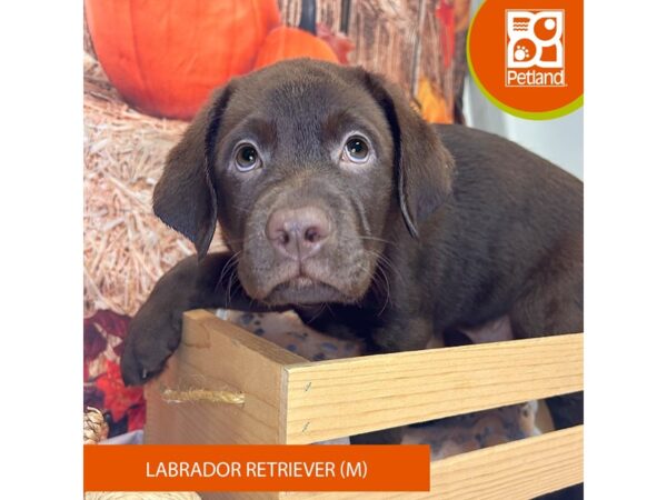 [#4275] Chocolate Male Labrador Retriever Puppies for Sale