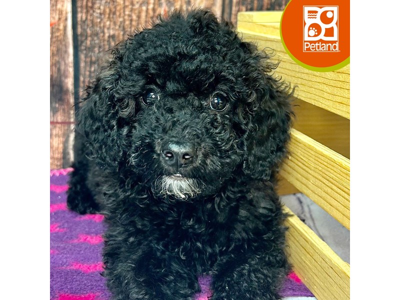 Poodle Mini - 4295 Image #1