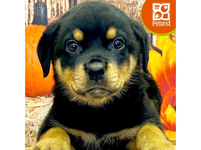 Rottweiler - 4298 Image #1