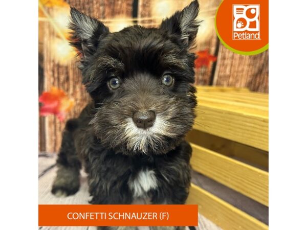 [#4314] Liver Female Confetti Schnauzer Puppies for Sale