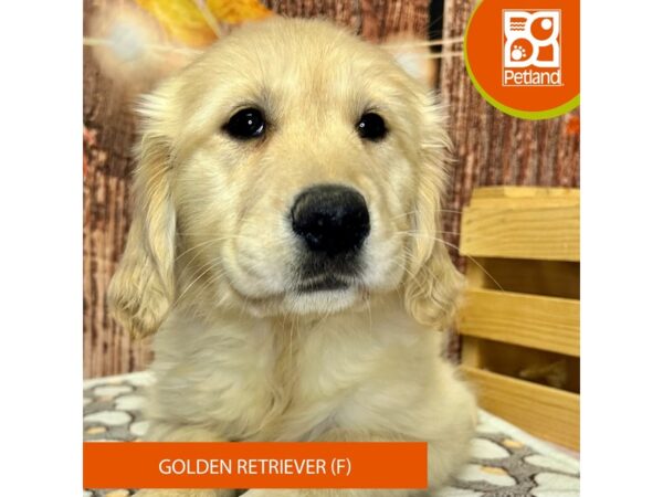 [#4313] Cream Female Golden Retriever Puppies for Sale