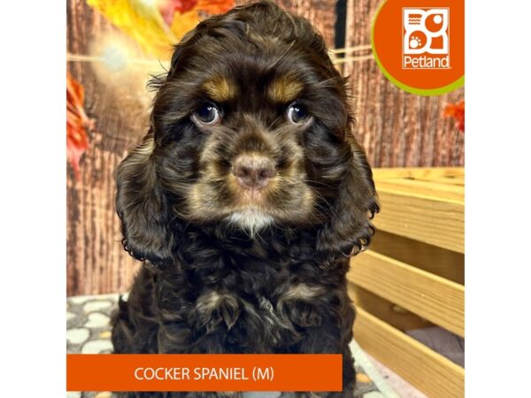 [#4312] Chocolate Male Cocker Spaniel Puppies for Sale