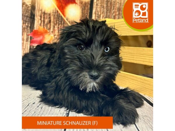 [#4310] Black Female Miniature Schnauzer Puppies for Sale