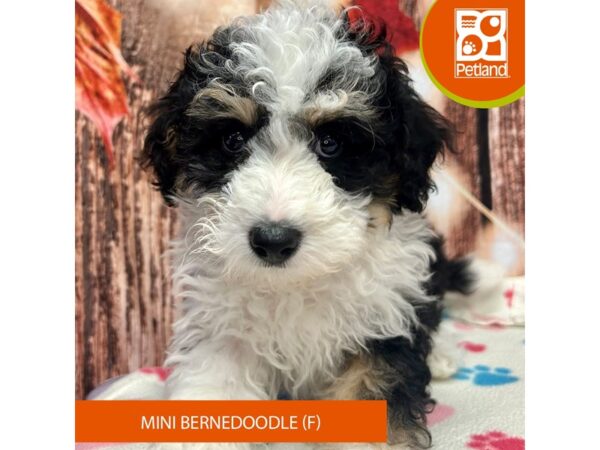 [#4309] Black Female Bernedoodle Mini Puppies for Sale