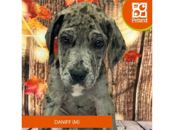 [#4305] Blue Merle Male Daniff Puppies for Sale