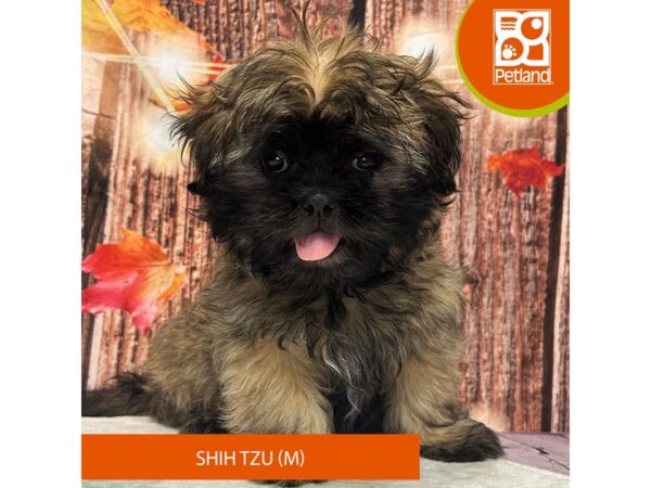 [#4304] Gold Male Shih Tzu Puppies for Sale