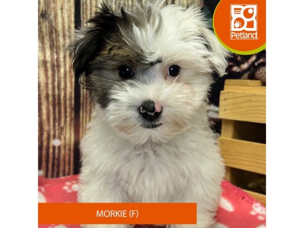 [#4317] Black White / Tan Female Morkie Puppies for Sale