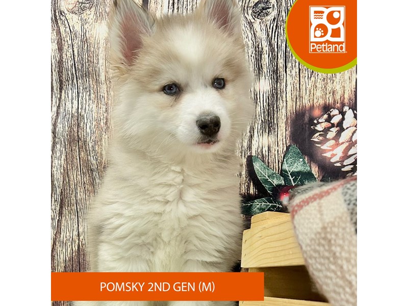 Pomsky 2nd Gen - 4316 Image #1